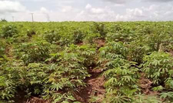 accueil-agriculture-manioc agro world group