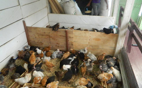 poulet-locale